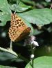Silver-washed Fritillary at Private site with no public access (Jeff Delve) (70762 bytes) Silver-washed Fritillary at Private site with no public access (Jeff Delve) (70762 bytes)