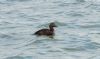 Eider at Southend Pier (Steve Arlow) (68473 bytes)