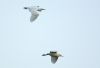 Cattle Egret at Two Tree Island (Steve Arlow) (48438 bytes) Cattle Egret at Two Tree Island (Steve Arlow) (48438 bytes)