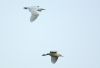 Cattle Egret at Two Tree Island (Steve Arlow) (48438 bytes)