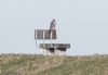 Peregrine Falcon at Wallasea Island (RSPB) (Jeff Delve) (48049 bytes) Peregrine Falcon at Wallasea Island (RSPB) (Jeff Delve) (48049 bytes)