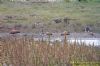 Ruddy Shelduck at Bowers Marsh (RSPB) (Richard Howard) (105718 bytes)