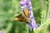 Small Skipper at Vange Marsh (RSPB) (Richard Howard) (52434 bytes)