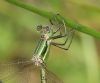 Southern Emerald Damselfly at Gunners Park (Andrew Armstrong) (51211 bytes) Southern Emerald Damselfly at Gunners Park (Andrew Armstrong) (51211 bytes)
