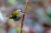 Firecrest at Hockley Woods (Tim Bourne) (36719 bytes)