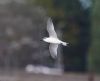 Sandwich Tern at Wallasea Island (RSPB) (Vince Kinsler) (32311 bytes)