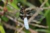 Broad-bodied Chaser at Benfleet Downs (Richard Howard) (56457 bytes)