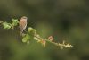 Red-backed Shrike at Vange Marsh (RSPB) (Steve Arlow) (67280 bytes)