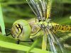 Southern Migrant Hawker at Canvey Way (Neil Chambers) (105712 bytes)