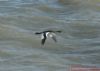 Great Crested Grebe at Southend Pier (Richard Howard) (94128 bytes)