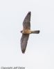 Red-footed Falcon at Vange Marsh (RSPB) (Jeff Delve) (22420 bytes) Red-footed Falcon at Vange Marsh (RSPB) (Jeff Delve) (22420 bytes)