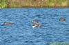 Chiloe Wigeon at Paglesham Lagoon (Richard Howard) (138240 bytes)