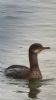 Shag at Gunners Park (Neil Chambers) (49383 bytes)