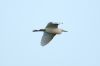 Cattle Egret at Two Tree Island (Steve Arlow) (81998 bytes) Cattle Egret at Two Tree Island (Steve Arlow) (81998 bytes)