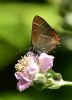 White-letter Hairstreak at Benfleet Downs (Graham Oakes) (55755 bytes)