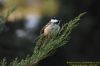 Coal Tit at Hadleigh Downs (Richard Howard) (57250 bytes)