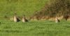 Tundra Bean Goose at Fleet Head (Steve Arlow) (48873 bytes) Tundra Bean Goose at Fleet Head (Steve Arlow) (48873 bytes)