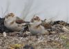 Snow Bunting at Wallasea Island (RSPB) (Jeff Delve) (59027 bytes)