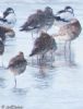 Black-tailed Godwit at Wallasea Island (RSPB) (Jeff Delve) (80596 bytes) Black-tailed Godwit at Wallasea Island (RSPB) (Jeff Delve) (80596 bytes)