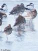 Black-tailed Godwit at Wallasea Island (RSPB) (Jeff Delve) (80596 bytes)