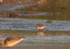 Pectoral Sandpiper at Lower Raypits (Jeff Delve) (89348 bytes)