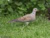 Turtle Dove at Canewdon (Jeff Delve) (86997 bytes)