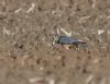 Merlin at Wallasea Island (RSPB) (Jeff Delve) (71019 bytes) Merlin at Wallasea Island (RSPB) (Jeff Delve) (71019 bytes)