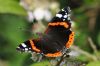 Red Admiral at Bowers Marsh (RSPB) (Richard Howard) (48117 bytes)