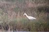 Cattle Egret at Tewkes Creek (Don Petrie) (67577 bytes)