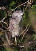 Night Heron at Two Tree Island (Jeff Delve) (65313 bytes)