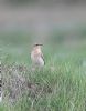 Wheatear at Fleet Head (Graham Oakes) (107984 bytes)