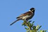 Reed Bunting at West Canvey Marsh (RSPB) (Richard Howard) (45553 bytes)