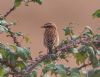 Whinchat at Wallasea Island (RSPB) (Vince Kinsler) (78749 bytes)