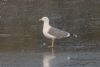 Yellow-legged Gull at Hullbridge (Jeff Delve) (52218 bytes) Yellow-legged Gull at Hullbridge (Jeff Delve) (52218 bytes)