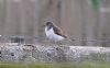 Common Sandpiper at West Canvey Marsh (RSPB) (Vince Kinsler) (65312 bytes)