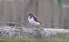 Common Sandpiper at West Canvey Marsh (RSPB) (Vince Kinsler) (65312 bytes)