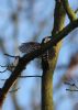 Lesser Spotted Woodpecker at Hockley Woods (Jeff Delve) (47453 bytes)