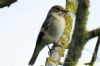 Pied Flycatcher at Gunners Park (Richard Howard) (49680 bytes)