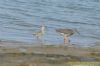 Curlew Sandpiper at Potton Creek (Richard Howard) (50501 bytes)