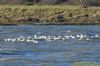 Avocet at Roper's farm (Richard Howard) (109316 bytes)