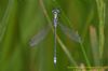 Scarce Emerald Damselfly at Benfleet Downs (Richard Howard) (40867 bytes)