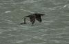 Shag at Canvey Point (Jeff Delve) (42806 bytes)