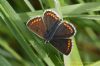 Brown Argus at West Canvey Marsh (RSPB) (Richard Howard) (72415 bytes)