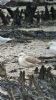 Caspian Gull at Hullbridge (Neil Chambers) (89823 bytes)