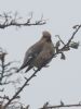 Waxwing at Oakengrange Drive, Southend (Jeff Delve) (41416 bytes) Waxwing at Oakengrange Drive, Southend (Jeff Delve) (41416 bytes)