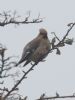 Waxwing at Oakengrange Drive, Southend (Jeff Delve) (41416 bytes)