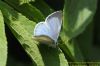 Holly Blue at Benfleet Downs (Richard Howard) (93229 bytes)