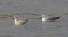 Caspian Gull at Hullbridge (Jeff Delve) (38998 bytes)