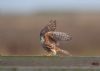 Merlin at Wallasea Island (RSPB) (Andrew Armstrong) (35173 bytes)