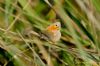 Small Heath at Two Tree Island (West) (Richard Howard) (101987 bytes)